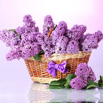 Uses of Lavender flowers and its health benefits Uses of Lavender flowers and its health benefits