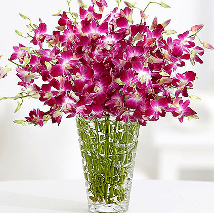 Uses of Orchid flowers and its health benefits Uses of Orchid flowers and its health benefits