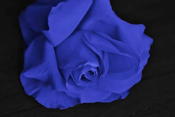 Blue flowers - July birthday flowers