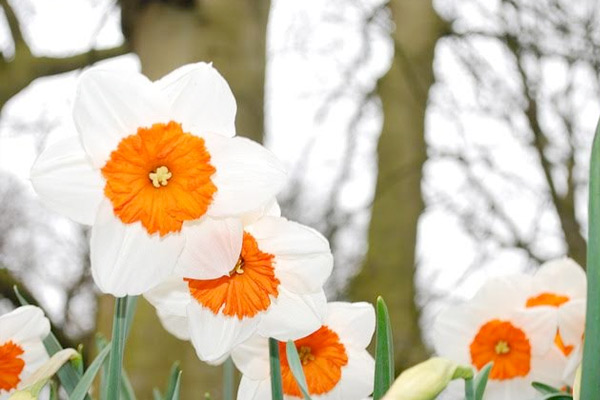 March Birthday Flowers- Daffodil