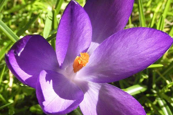Iris as Birthday Flowers for February Borns