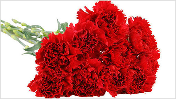 Know the Carnations meaning according their color