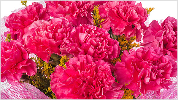 Carnation flower color meaning  Carnation flower meaning, Flower meanings,  Carnation flower