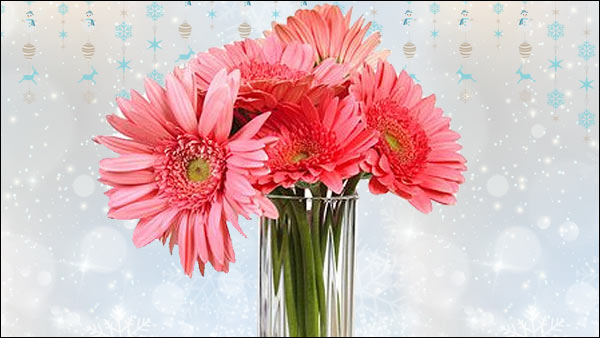 Pink gerberas Pink gerberas