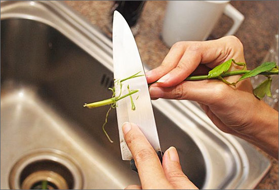 Cutting flower stems on an angle of 45 degrees to make it long lasting Cutting flower stems on an angle of 45 degrees to make it long lasting