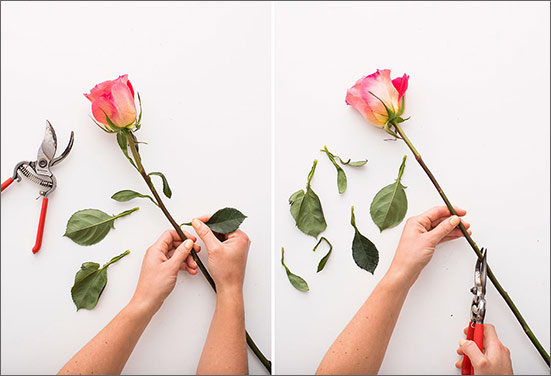 cut flowers long lasting tips cut flowers long lasting tips