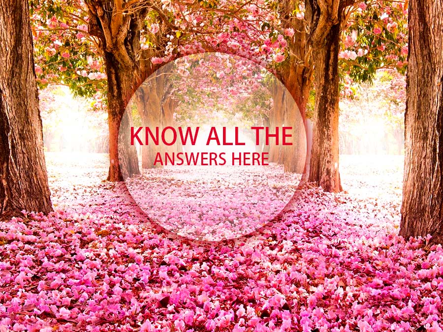 Get Answer To All Your Flower Related Querries Get Answer To All Your Flower Related Querries