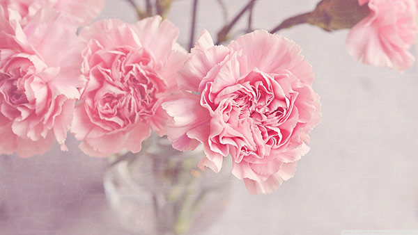 What carnation personifies about you What carnation personifies about you