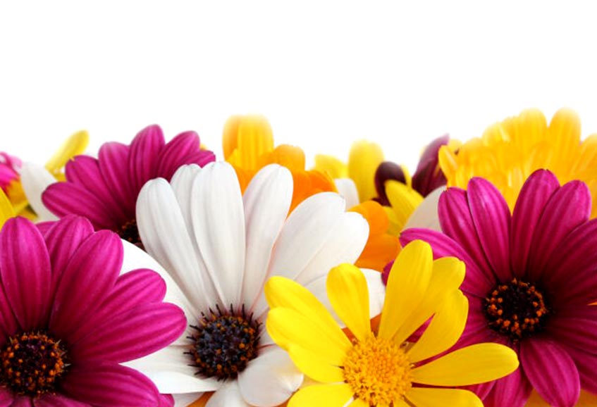 If Daisy please you then what it personifies about you If Daisy please you then what it personifies about you