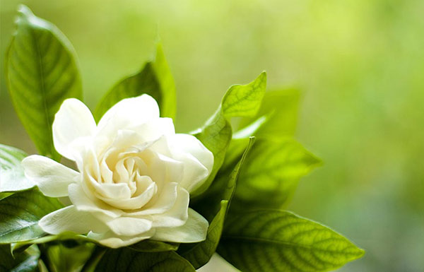 know what Gardenia flower speaks about you