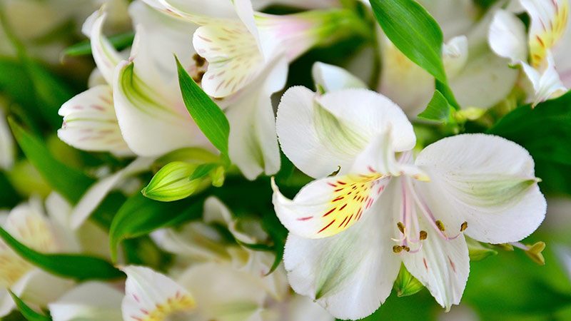 What Lily flower tells about you What Lily flower tells about you