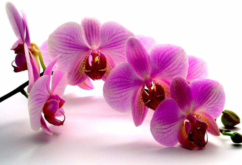 Know what Orchid flower tells about you