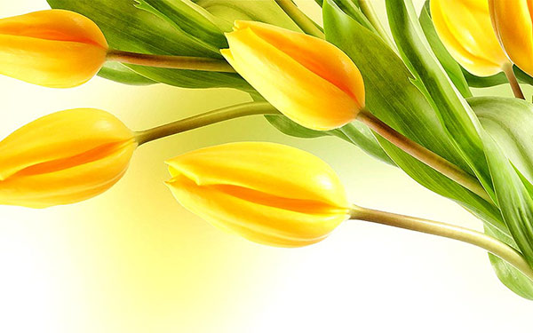 How you are if Tulip flower is your first choice How you are if Tulip flower is your first choice