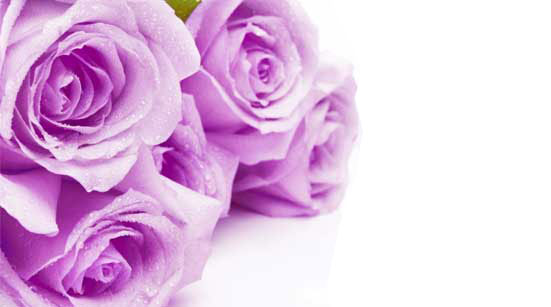7 Stages of Love with Roses – Stage 5 – Conviction – Purple Roses 7 Stages of Love with Roses – Stage 5 – Conviction – Purple Roses
