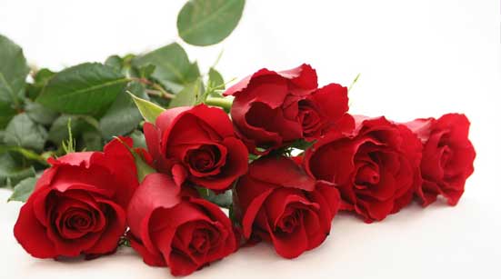 7 Stages of Love with Roses – Stage - You Are Ready to Love – Red Roses 7 Stages of Love with Roses – Stage - You Are Ready to Love – Red Roses