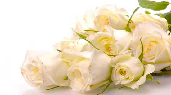 7 Stages of Love with Roses – Stage 2 – Infatuation – White Roses 7 Stages of Love with Roses – Stage 2 – Infatuation – White Roses