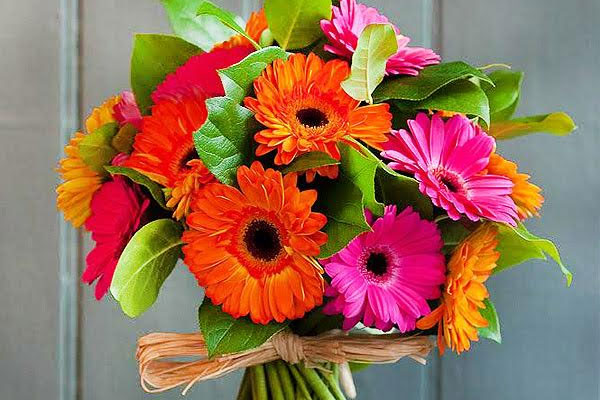 A bouquet of colorful gerberas as a perfect gift for men