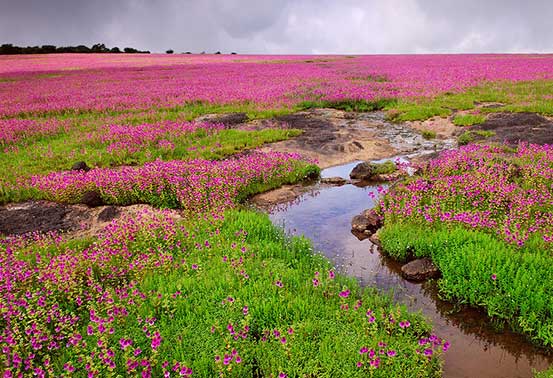 KAS PLATEAU - MAHARASHTRA KAS PLATEAU - MAHARASHTRA