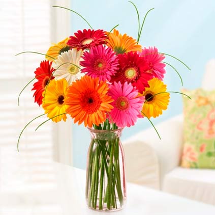 Gerbera flower is for highly dignified mothers Gerbera flower is for highly dignified mothers