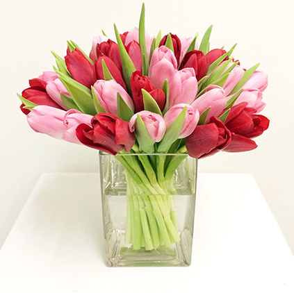 Tulip flower is for sweet and gentle mothers Tulip flower is for sweet and gentle mothers