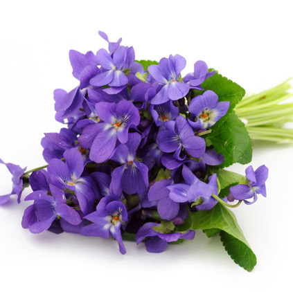 Violet flower is for sacrifices doing mothers Violet flower is for sacrifices doing mothers