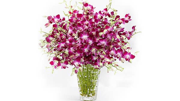 Purple Orchid - What Purple Orchid Flower Resemble