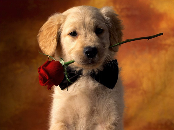 A Dog with red rose in the mouth best way to propose a animal lover girl A Dog with red rose in the mouth best way to propose a animal lover girl