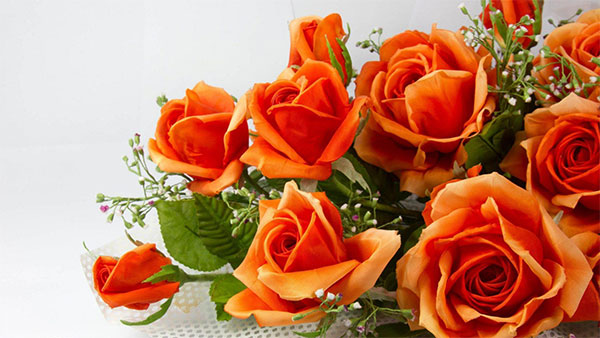 orange roses images