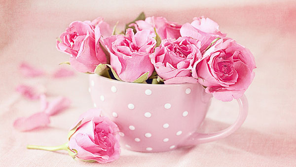 What Pink color of rose means What Pink color of rose means