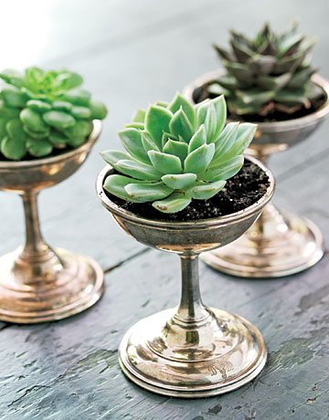 Succulent Plants in Vintage Ice Cream Dishes Succulent Plants in Vintage Ice Cream Dishes