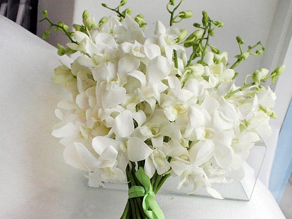 Orchid flower for your mother