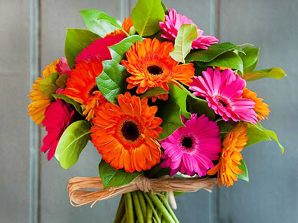 Gerberas flowers for your sister