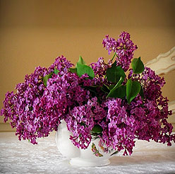 Bouquet of Lilac flowers - Perfect flower for Zodiac sign Pisces Bouquet of Lilac flowers - Perfect flower for Zodiac sign Pisces