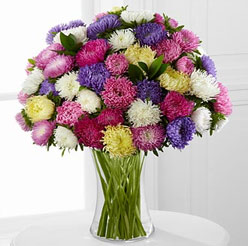 Bouquet of Aster flowers - Perfect flower for Zodiac sign Libra Bouquet of Aster flowers - Perfect flower for Zodiac sign Libra